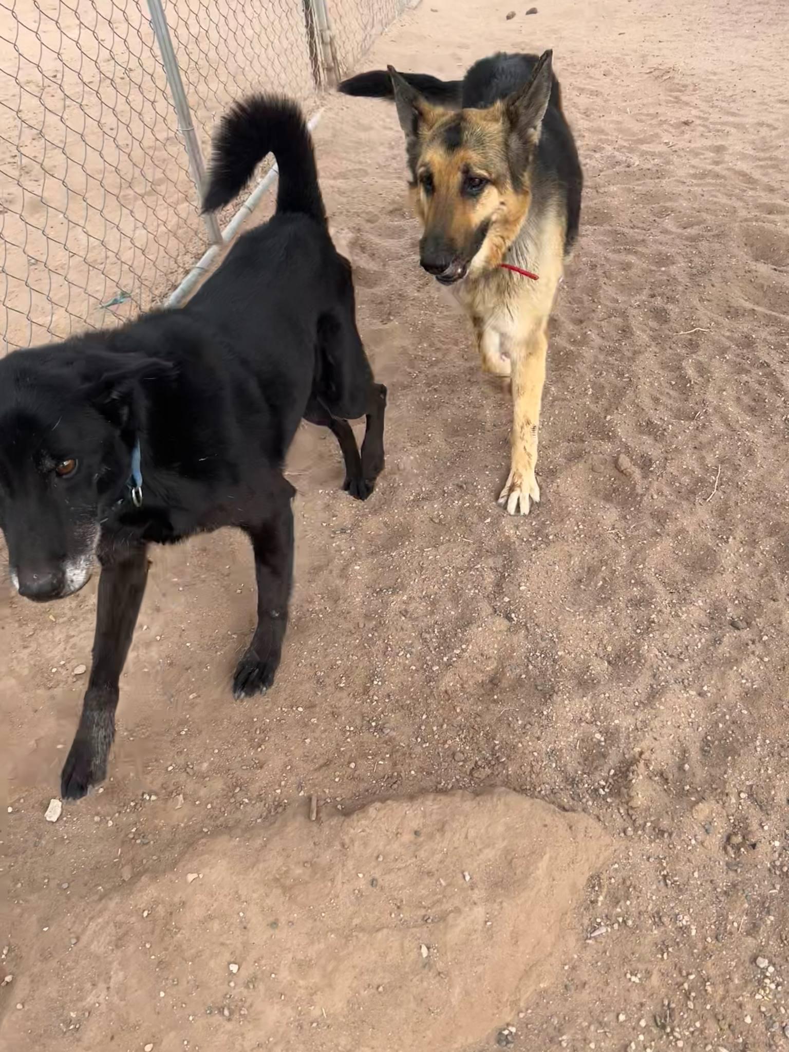 Bonnie, a Adoptable German Shepherd Dog in Deming, NM image 4/5
