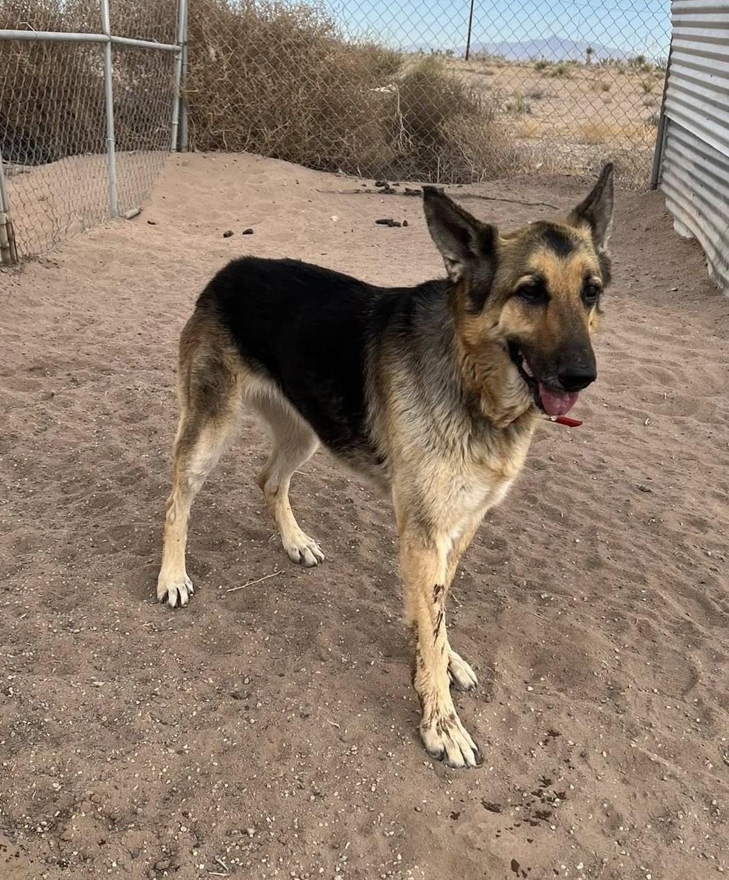 Bonnie, Adoptable, Senior Female German Shepherd Dog.