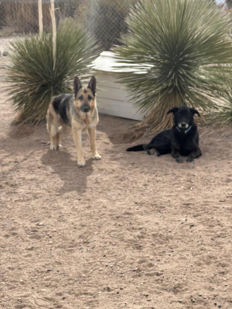 Bonnie, an adoptable German Shepherd Dog in Deming, NM, 88030 | Photo Image 2