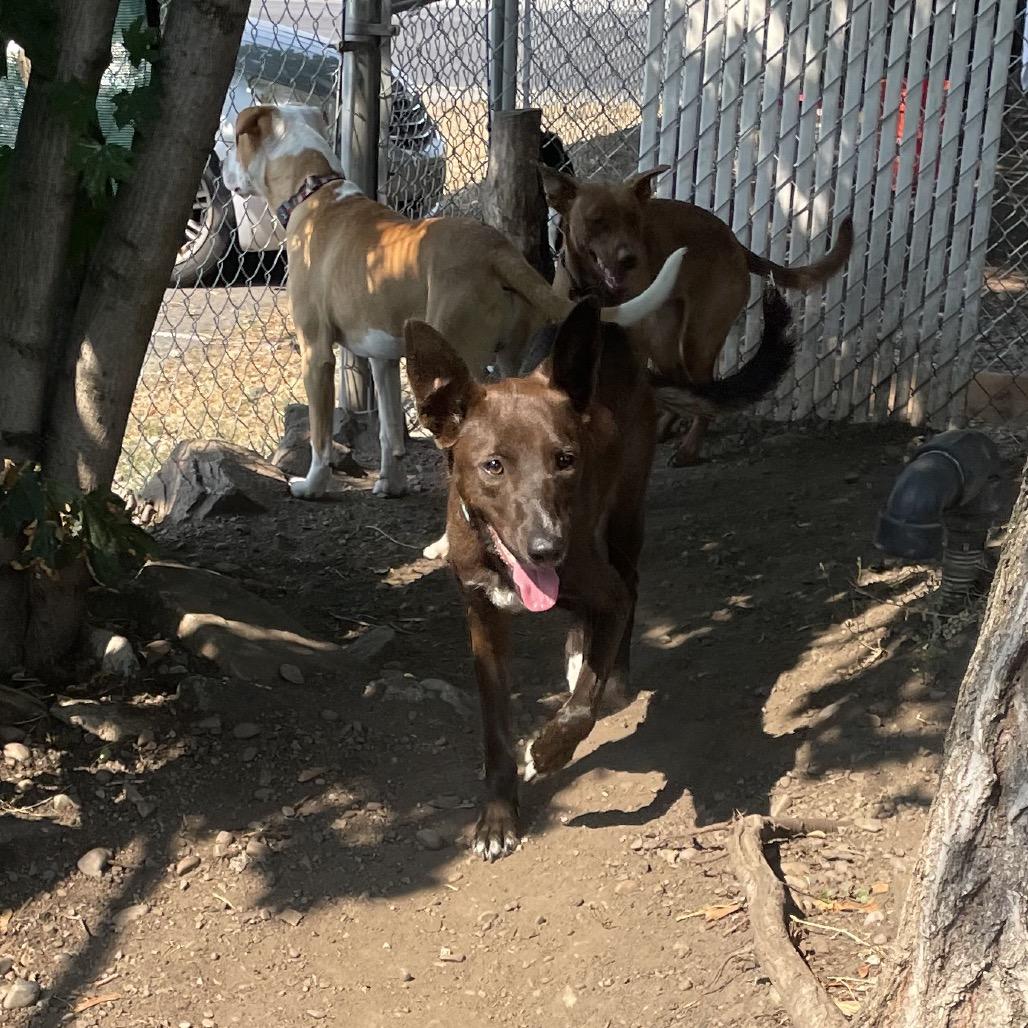 Gracie, Adoptable, Young Female Australian Cattle Dog / Blue Heeler & Border Collie.