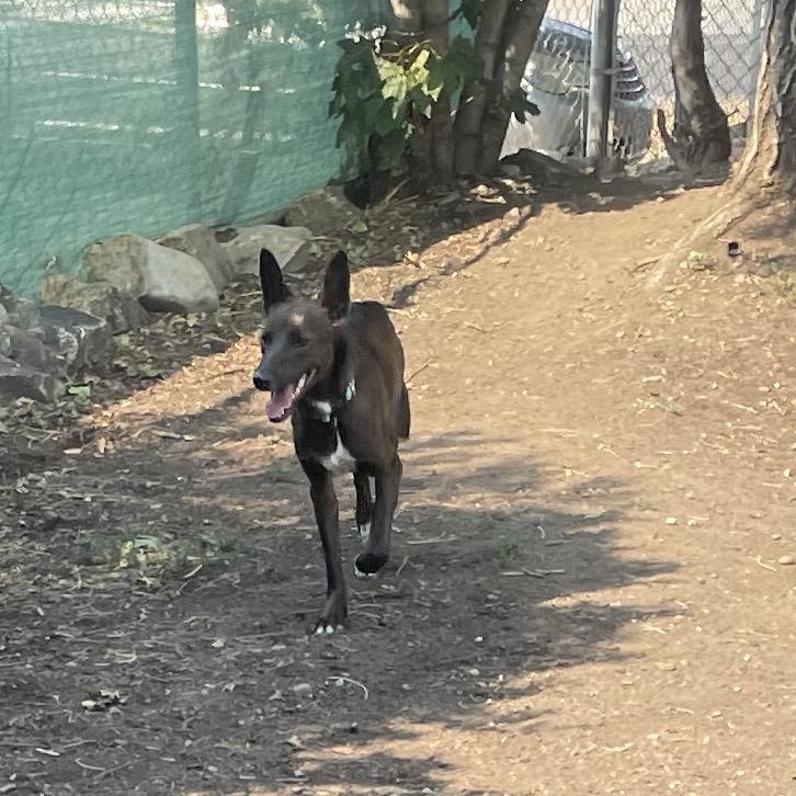 Gracie, a Adoptable mixed breed in Spokane, WA image 2/6