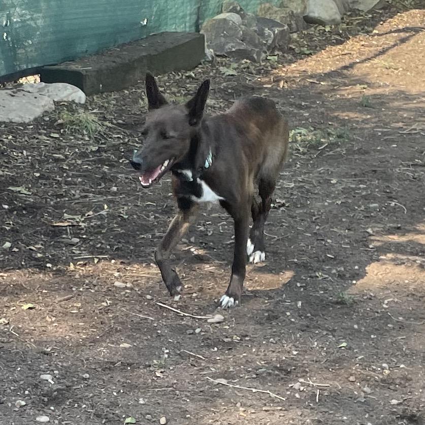 Gracie, a Adoptable mixed breed in Spokane, WA image 3/6