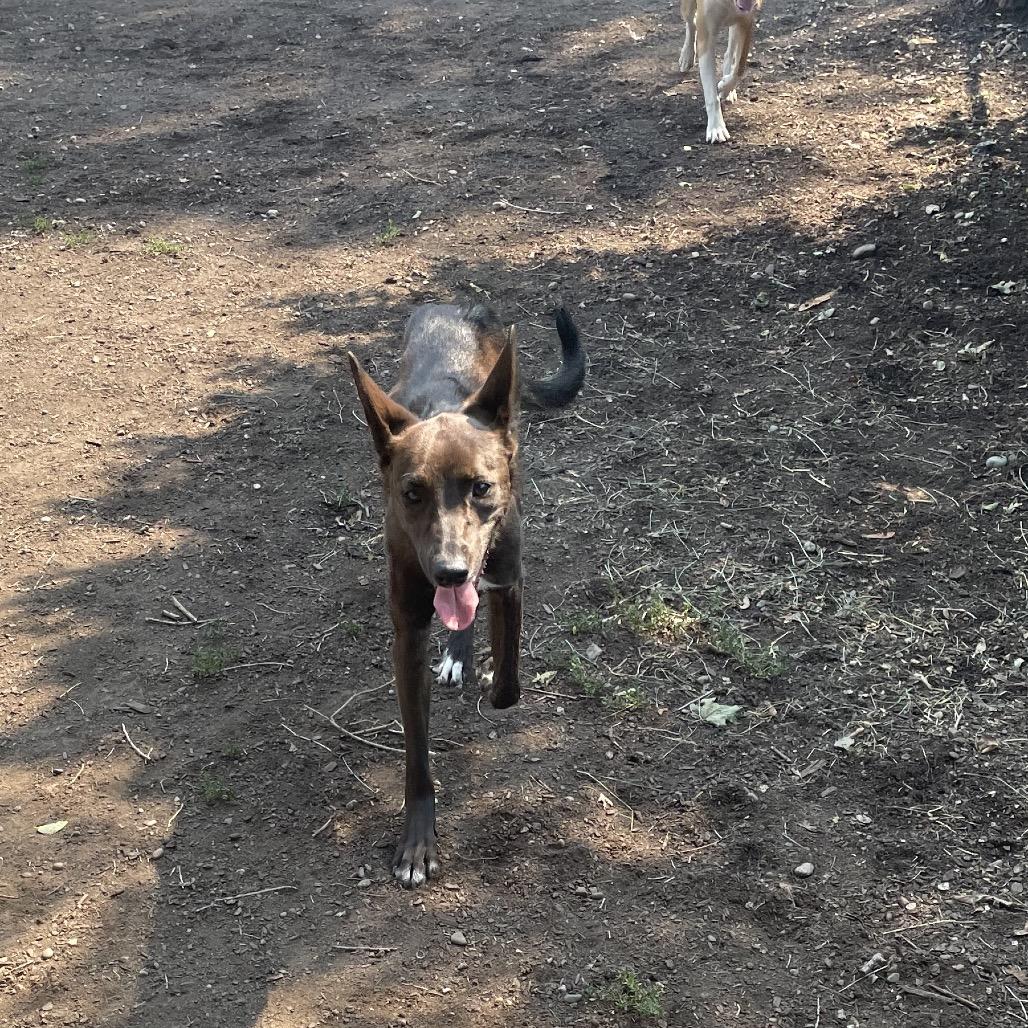 Gracie, a Adoptable mixed breed in Spokane, WA image 4/6
