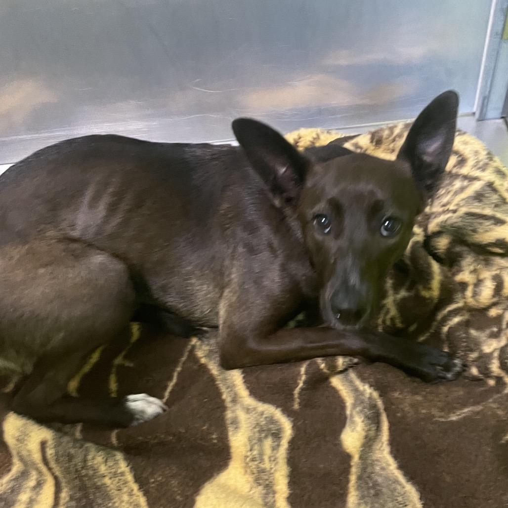 Gracie, a Adoptable mixed breed in Spokane, WA image 5/6