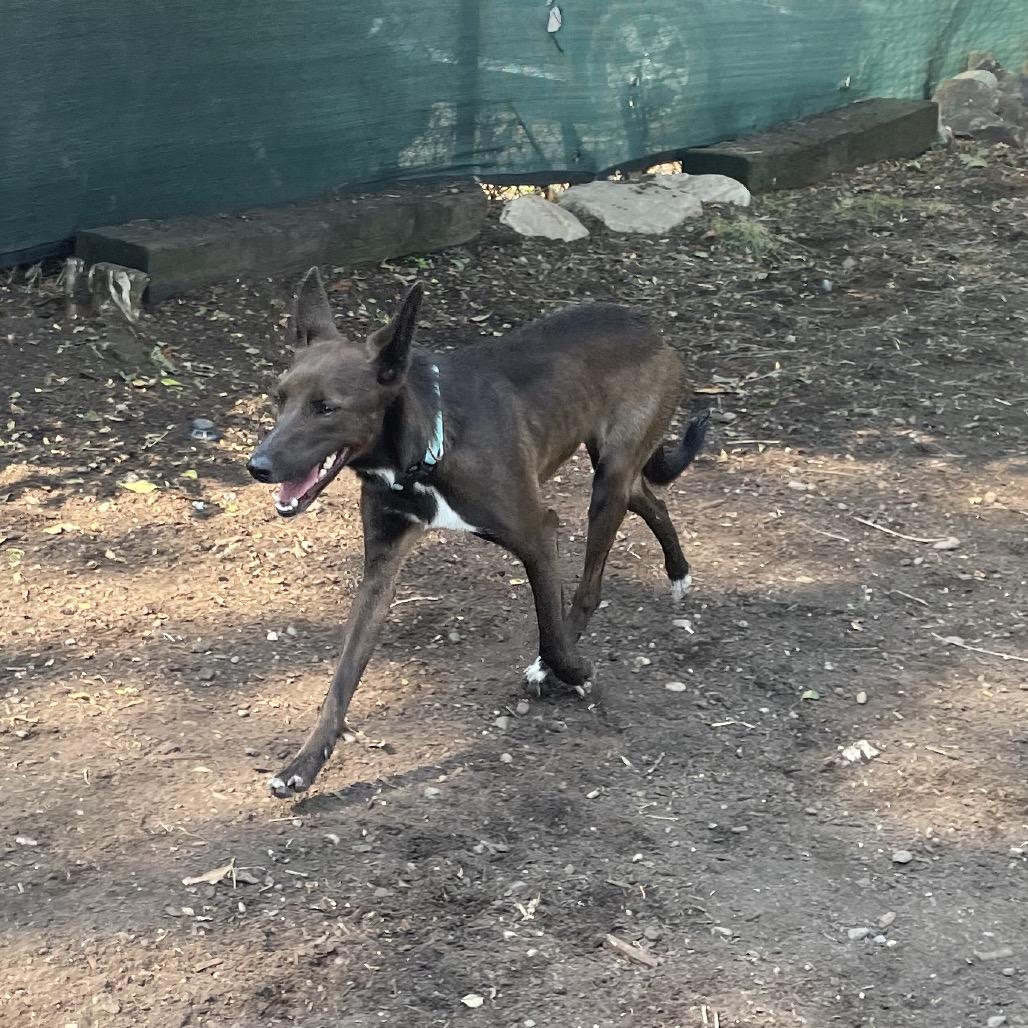 Gracie, a Adoptable mixed breed in Spokane, WA image 6/6