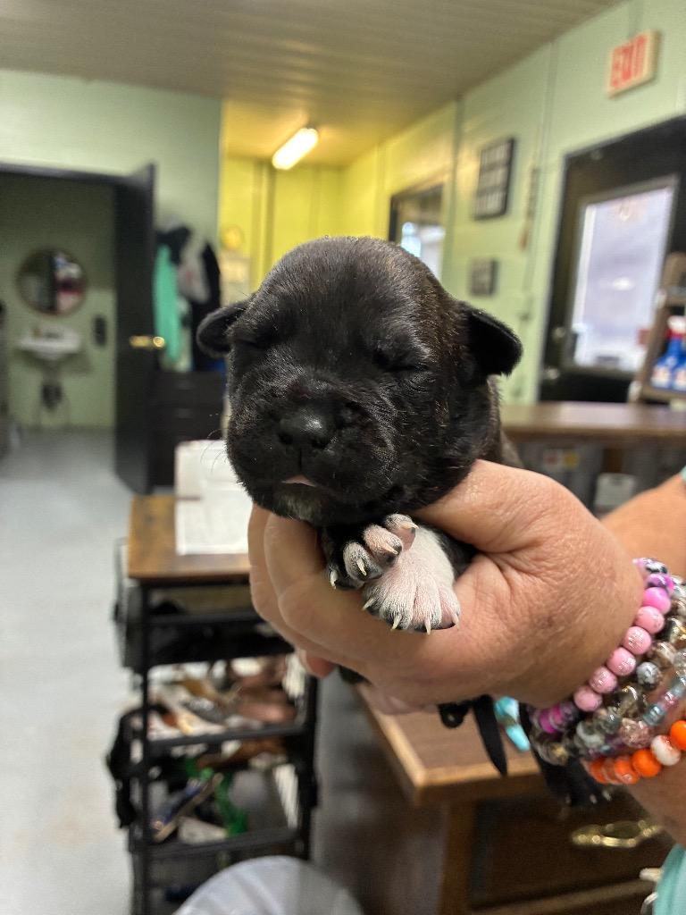 Enlarge Baby #3, a Adoptable Pit Bull Terrier in Beebe, AR image 1/1