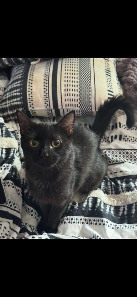 Livonia, Adoptable, Adult Female Domestic Short Hair.