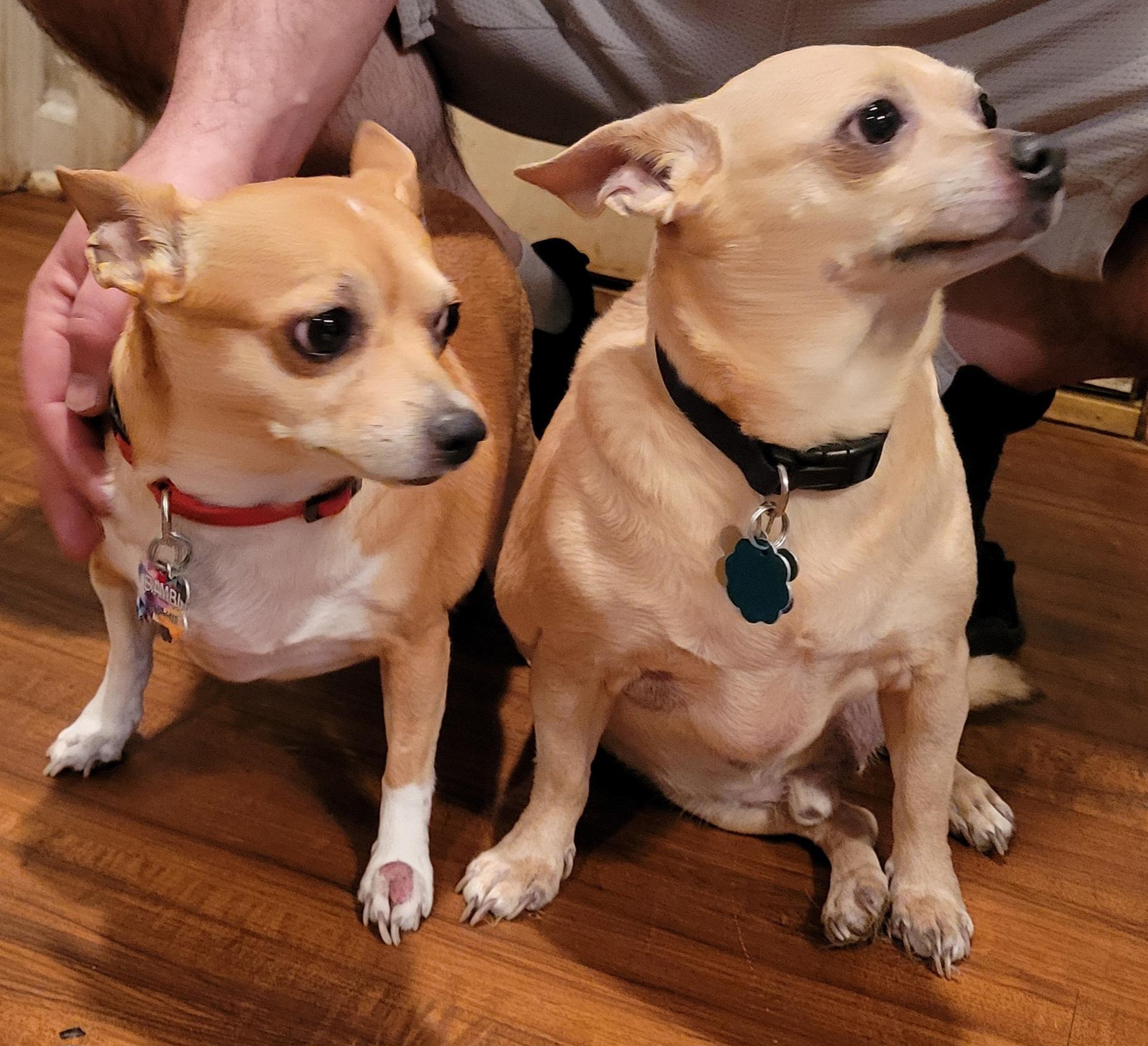 Bambi and Scooter