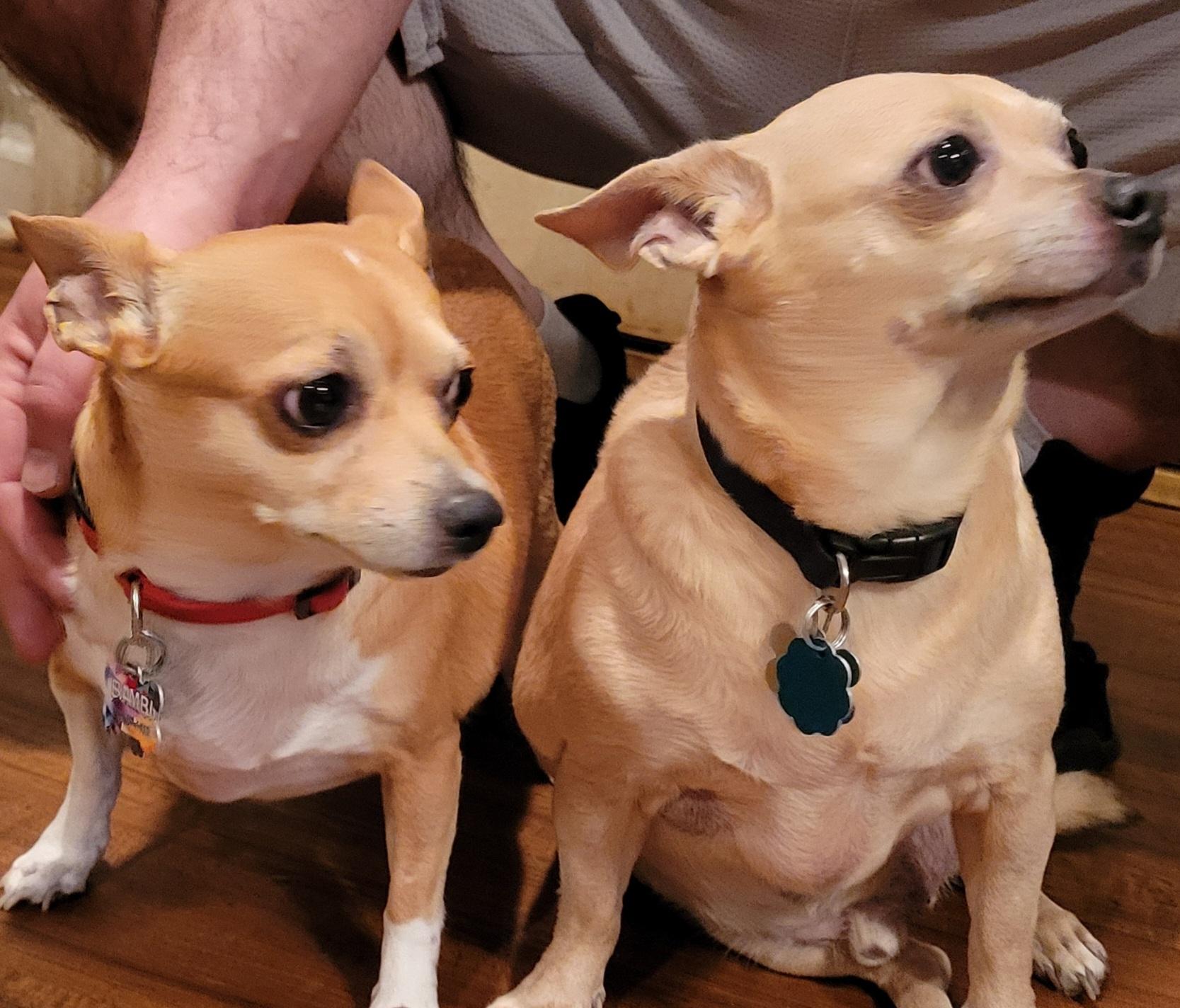 Bambi and Scooter, Adopted, Adult Female Chihuahua.