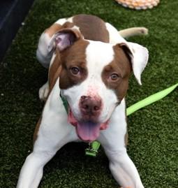 Chipper, Adult Male Pit Bull Terrier