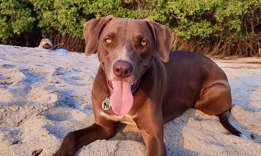 Enlarge Griffin, a Adoptable mixed breed in San Diego, CA image 1/6