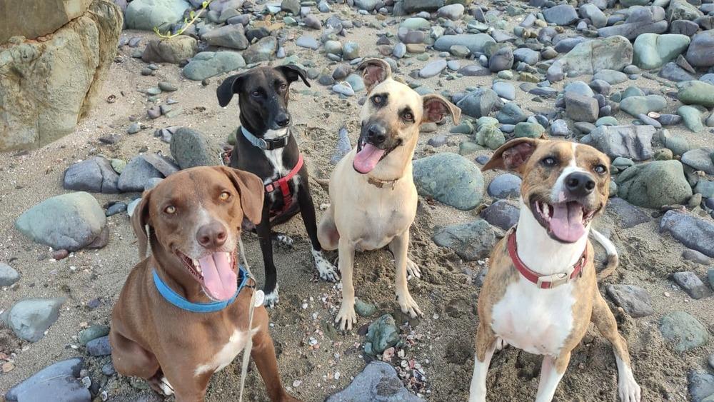 Griffin, Adoptable, Young Male Mixed Breed & Labrador Retriever.