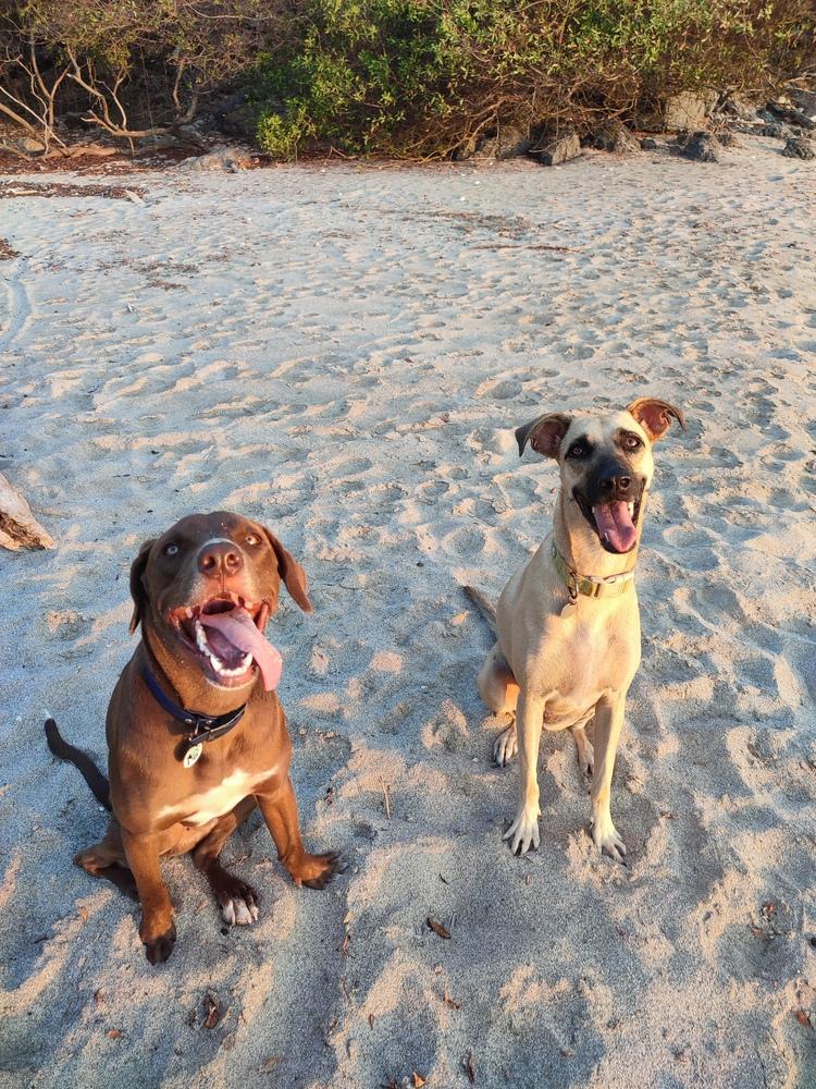 Griffin, a Adoptable mixed breed in San Diego, CA image 2/6