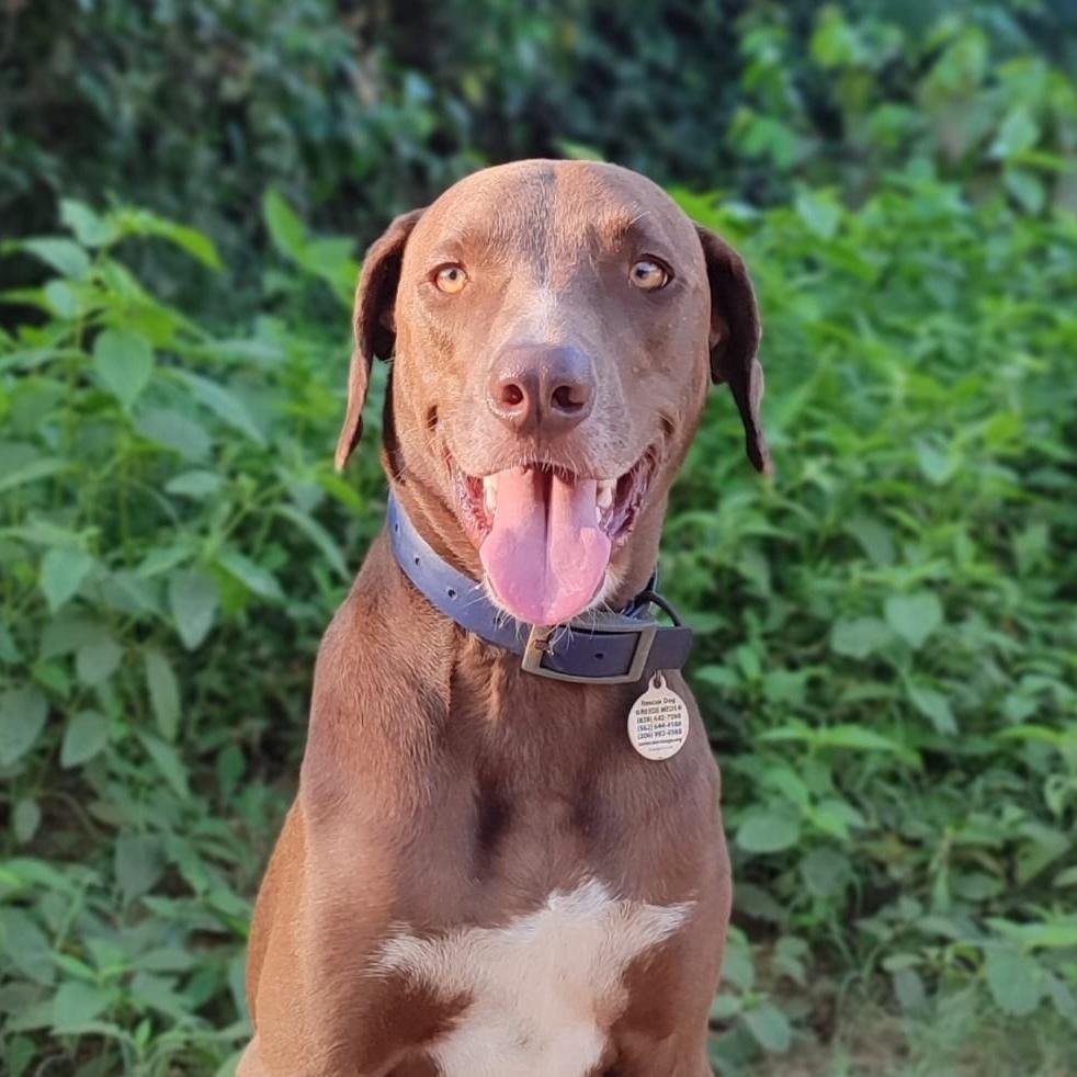 Enlarge Griffin, a Adoptable mixed breed in San Diego, CA image 3/6