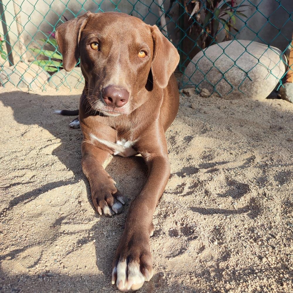 Griffin, Adoptable, Young Male Mixed Breed & Labrador Retriever.