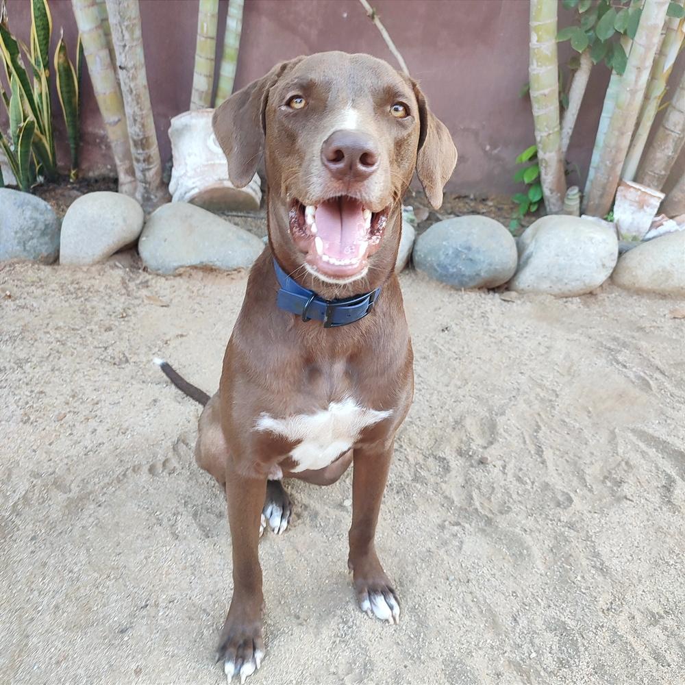 Enlarge Griffin, a Adoptable mixed breed in San Diego, CA image 5/6