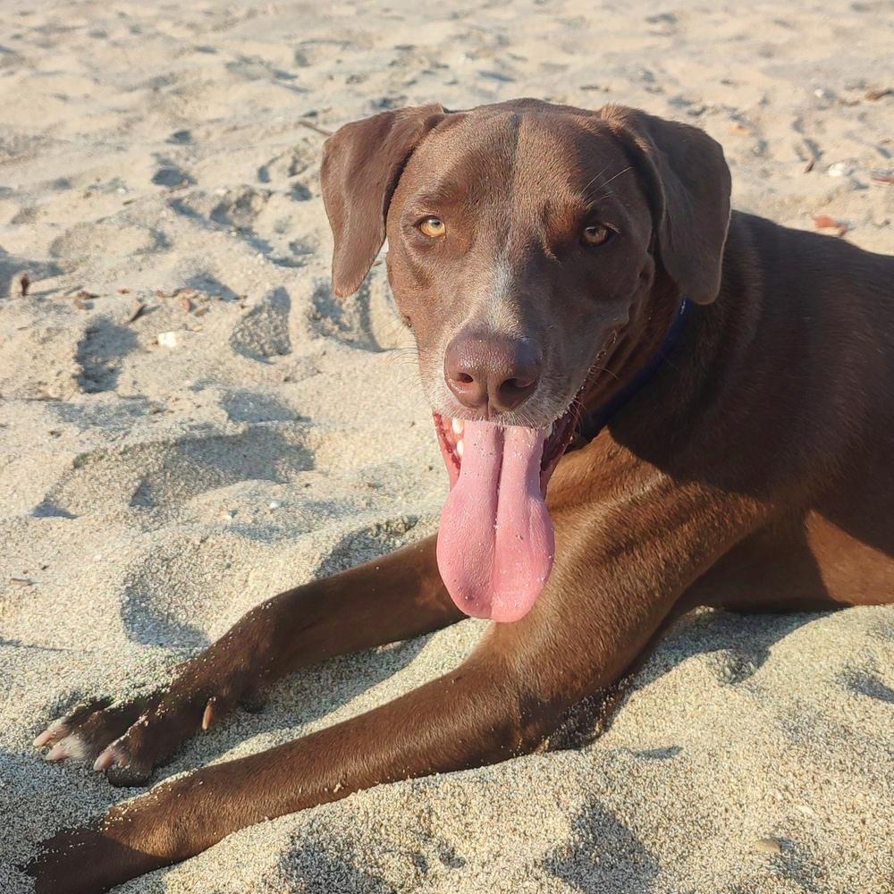 Enlarge Griffin, a Adoptable mixed breed in San Diego, CA image 6/6