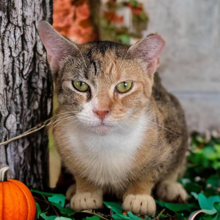 Lilith, Adoptable, Adult Female Domestic Short Hair.