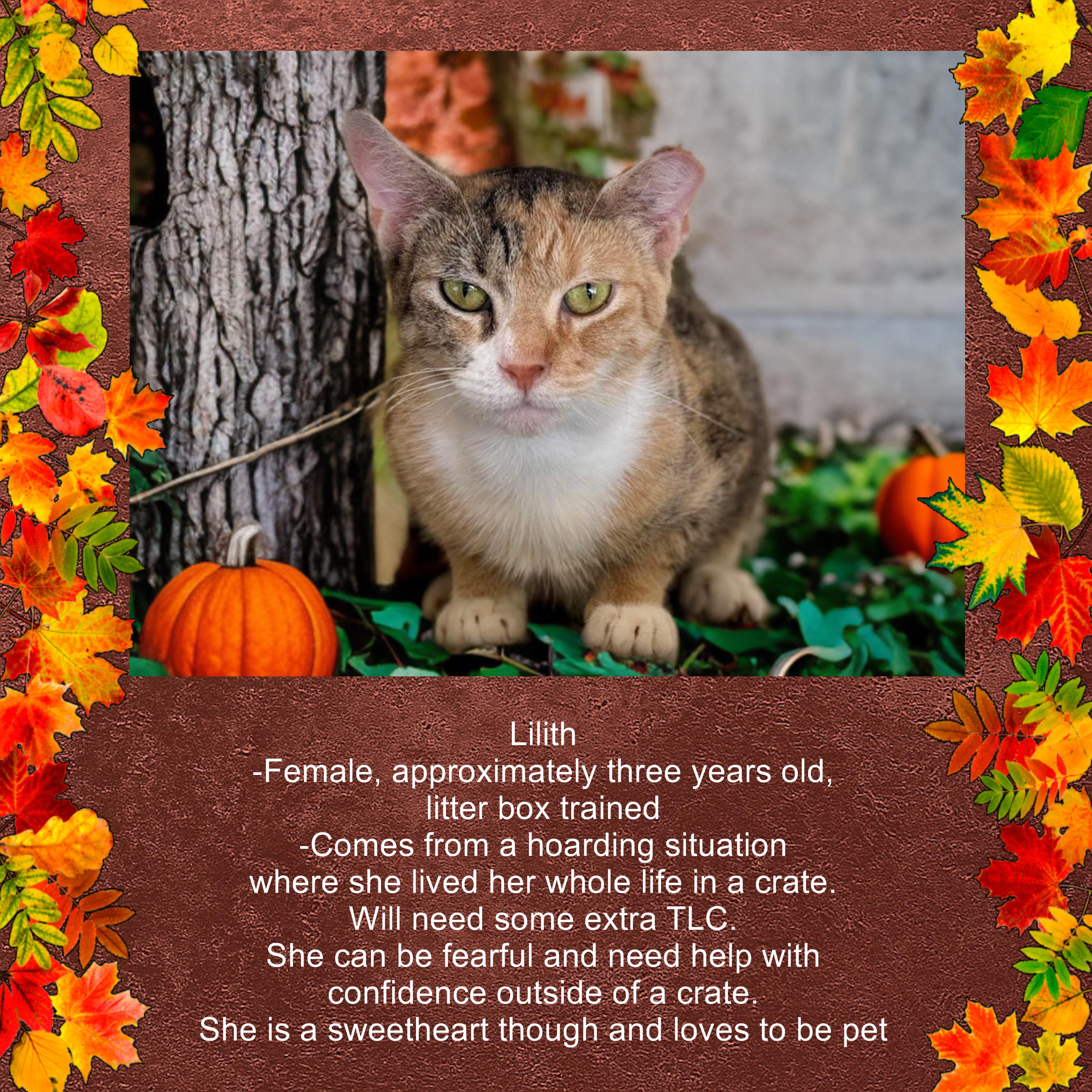 Lilith, a Adoptable Domestic Short Hair in Fresno, CA image 2/3