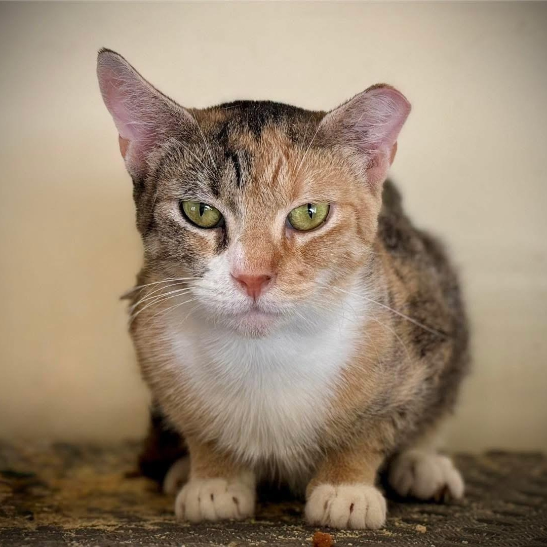 Lilith, a Adoptable Domestic Short Hair in Fresno, CA image 3/3