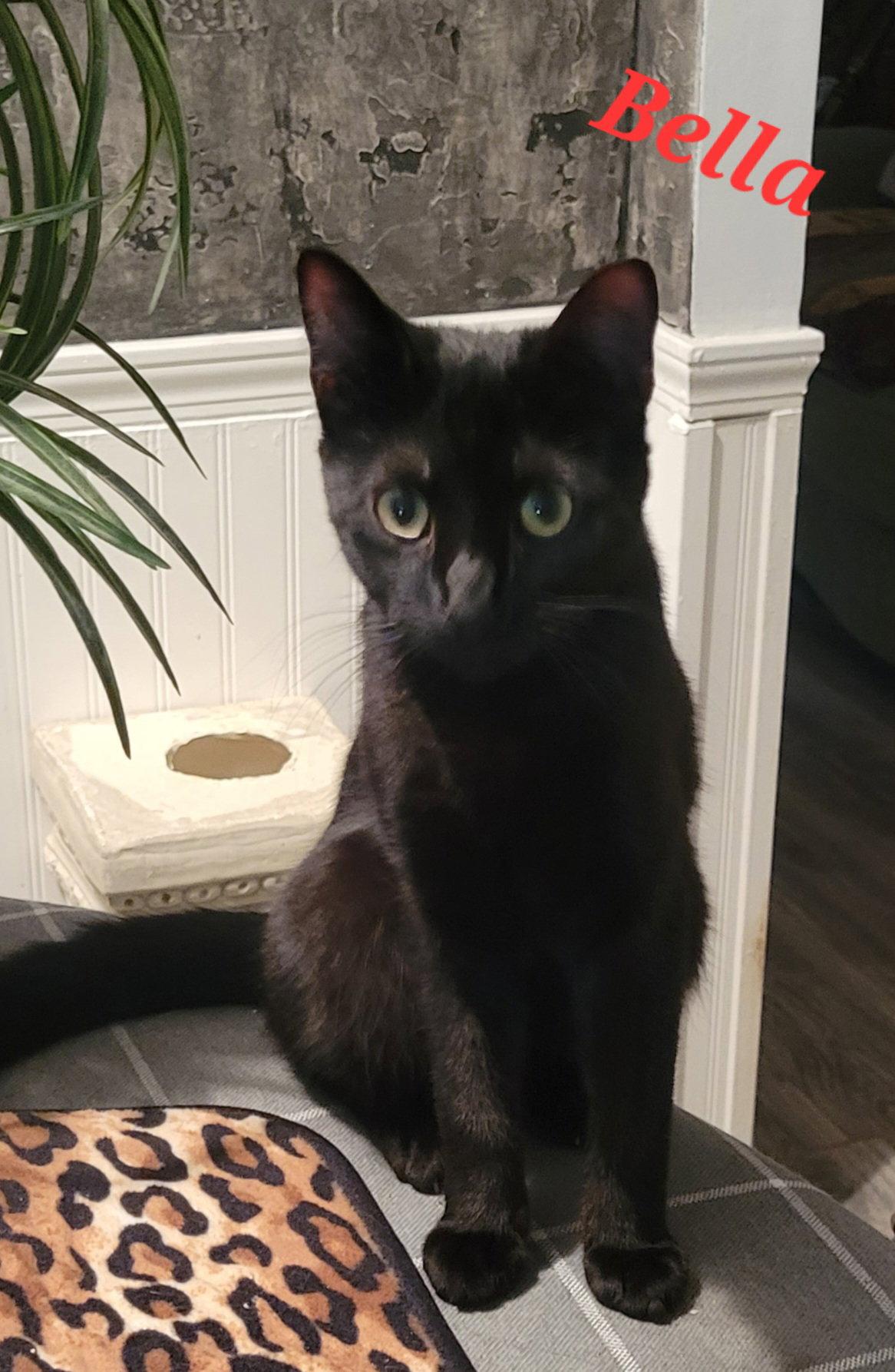 Bella, Adoptable, Young Female Domestic Long Hair.