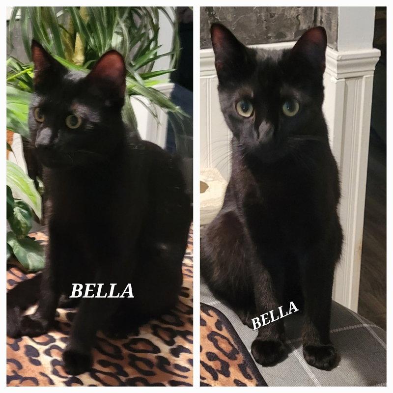 Enlarge Bella, a Adoptable Domestic Long Hair in Locust Grove, GA image 2/3