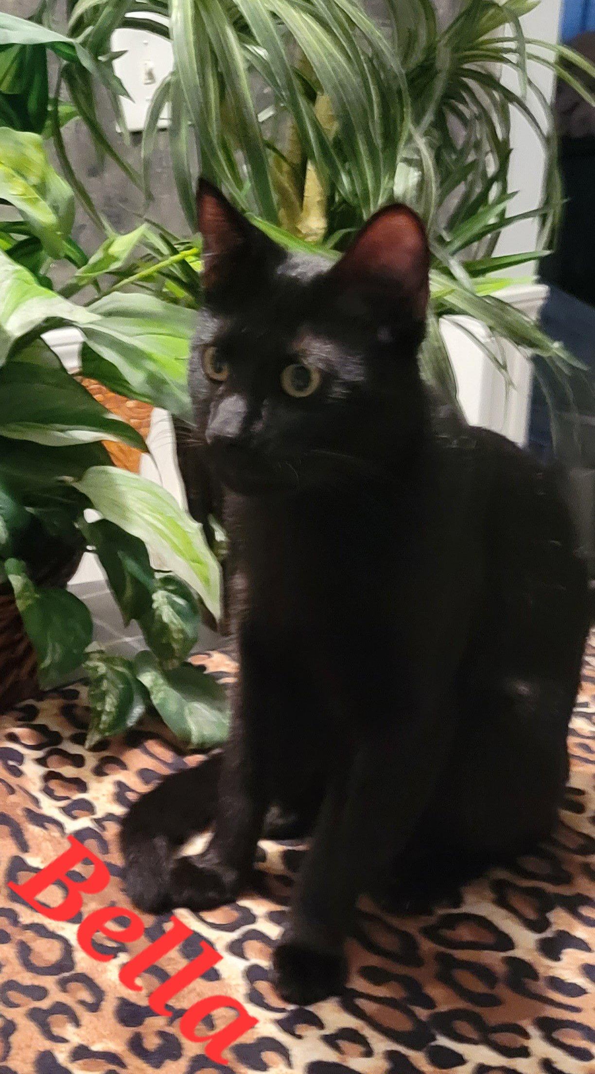 Enlarge Bella, a Adoptable Domestic Long Hair in Locust Grove, GA image 3/3