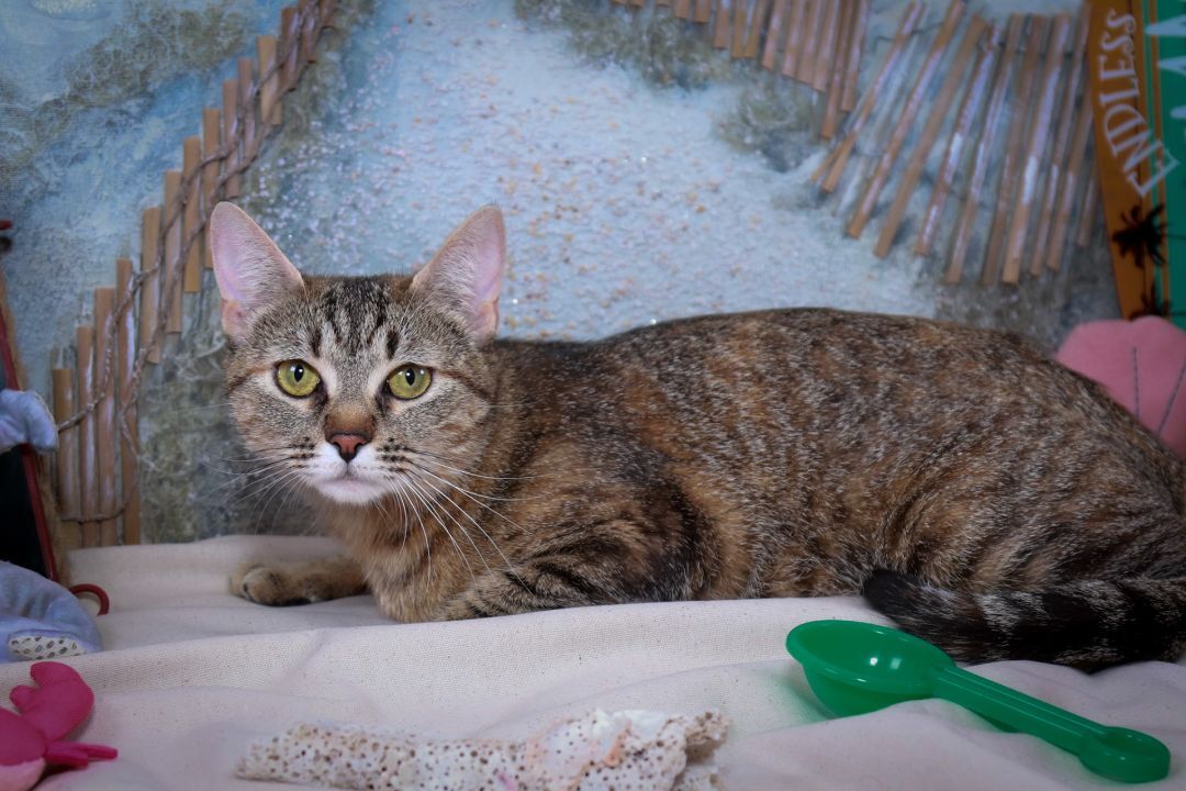 Ruby, Young Female unknown