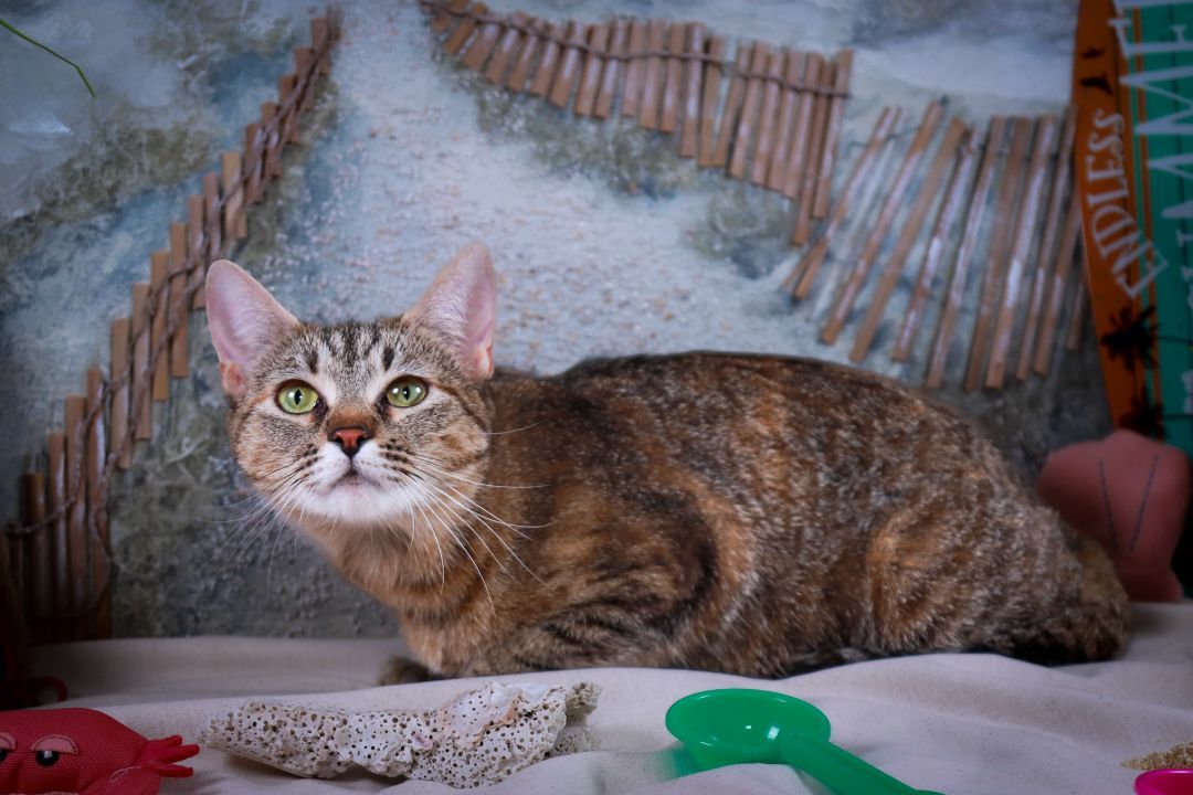 Ruby, a Adoptable Tabby in Parker, TX image 2/8