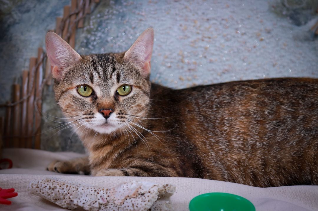 Ruby, a Adoptable Tabby in Parker, TX image 3/8