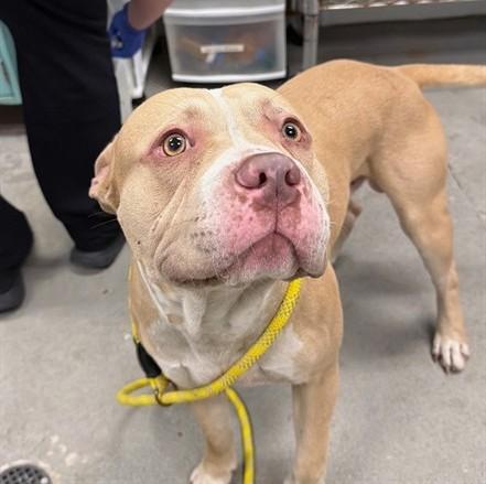Enlarge Soap, a ADOPTABLE Pit Bull Terrier in Urbana, IL image 1/2
