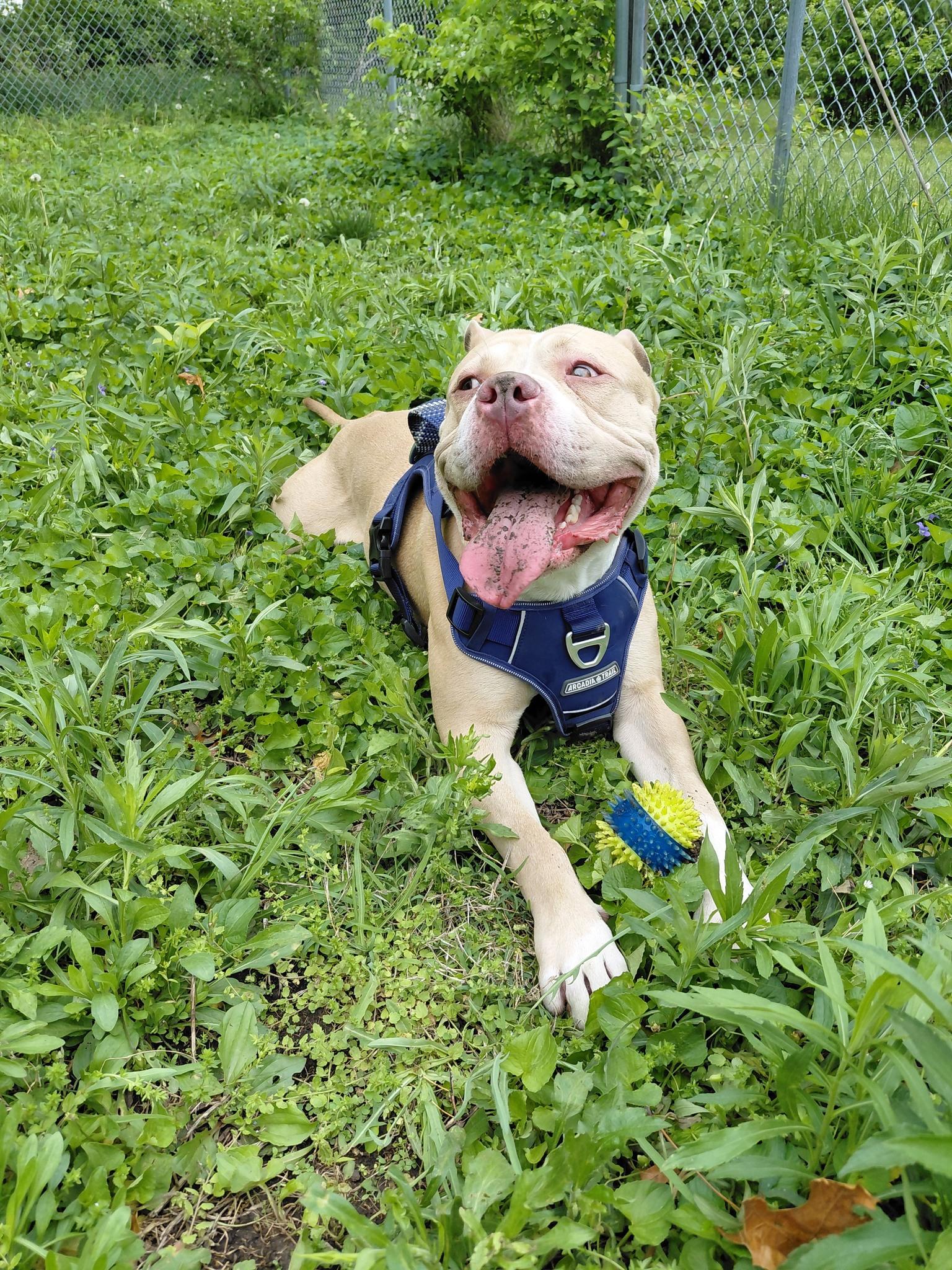 Enlarge Soap, a ADOPTABLE Pit Bull Terrier in Urbana, IL image 2/2