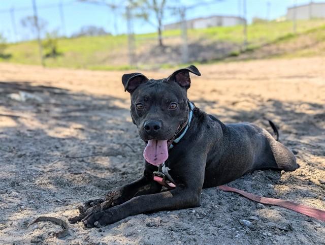 Enlarge LAEZEL, a Adoptable mixed breed in Ocala, FL image 1/1