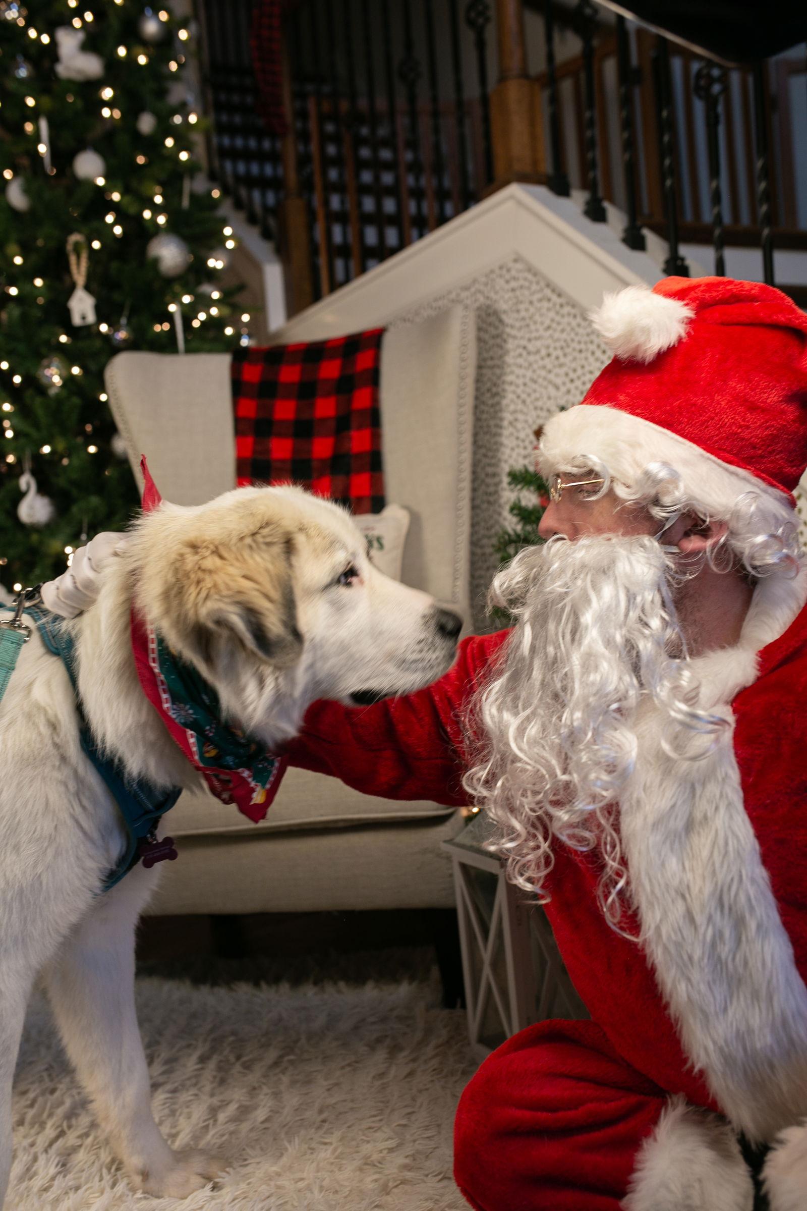 Sappho, Adopted, Young Female Great Pyrenees.