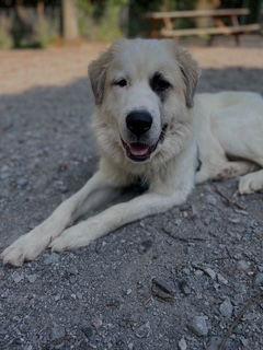 Sappho, a Adopted Great Pyrenees in Nashville, TN image 2/2