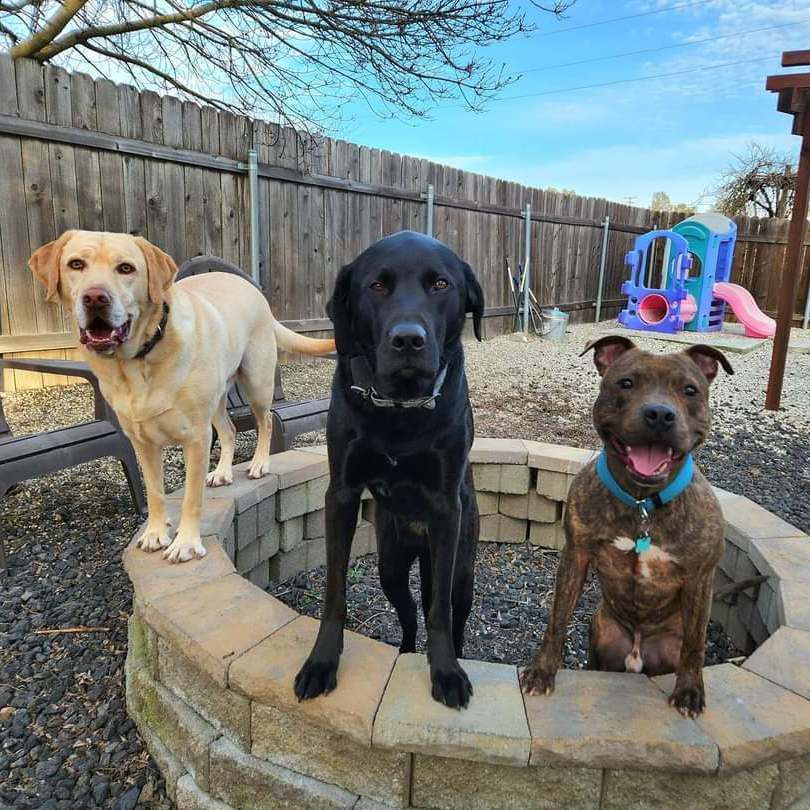 Enlarge Abraham, a Adopted American Staffordshire Terrier in Roseville, CA image 2/6