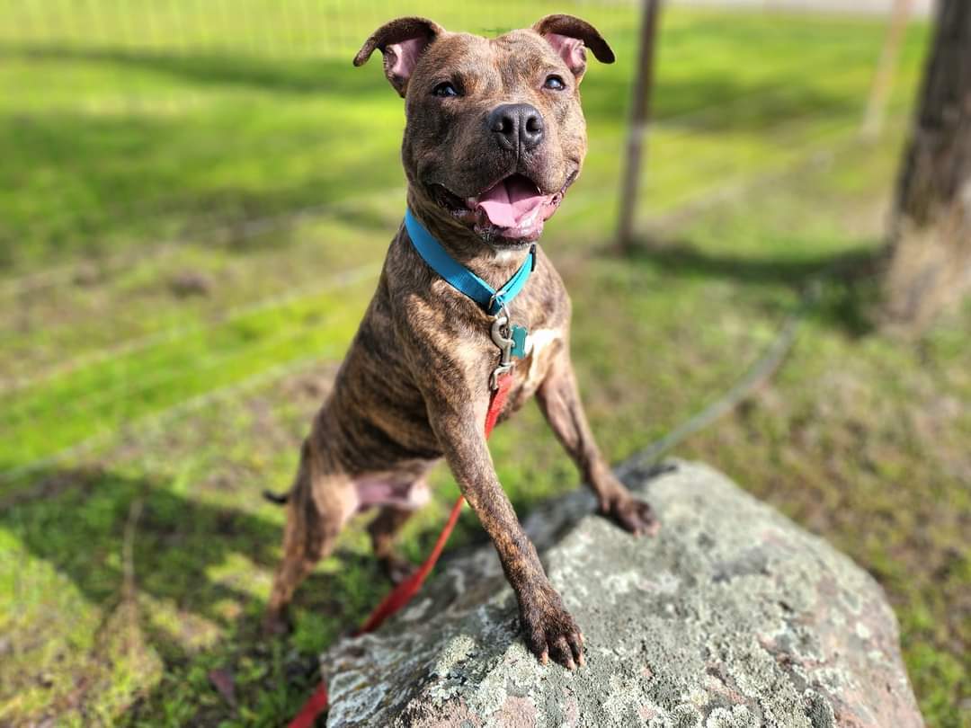 Enlarge Abraham, a Adopted American Staffordshire Terrier in Roseville, CA image 1/6