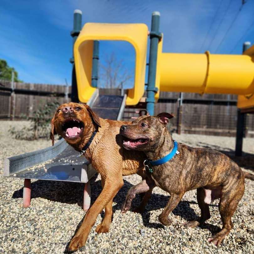 Enlarge Abraham, a Adopted American Staffordshire Terrier in Roseville, CA image 3/6