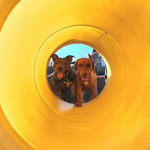 Enlarge Abraham, a Adopted American Staffordshire Terrier in Roseville, CA image 5/6