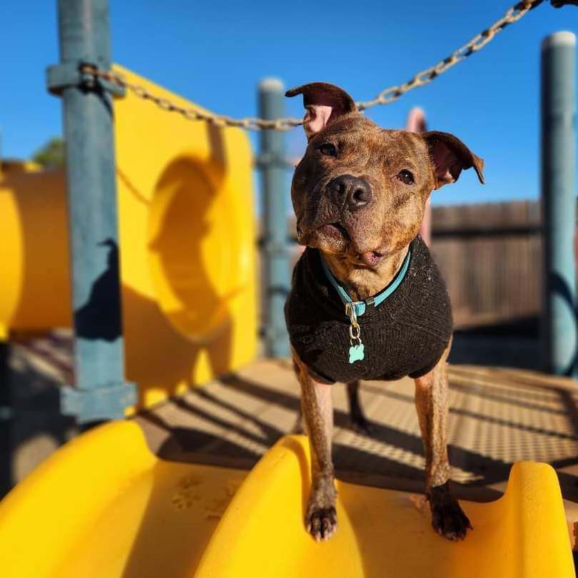 Enlarge Abraham, a Adopted American Staffordshire Terrier in Roseville, CA image 6/6