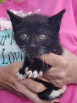 Prissy, a ADOPTABLE Domestic Short Hair in Santa Cruz, CA image 2/2