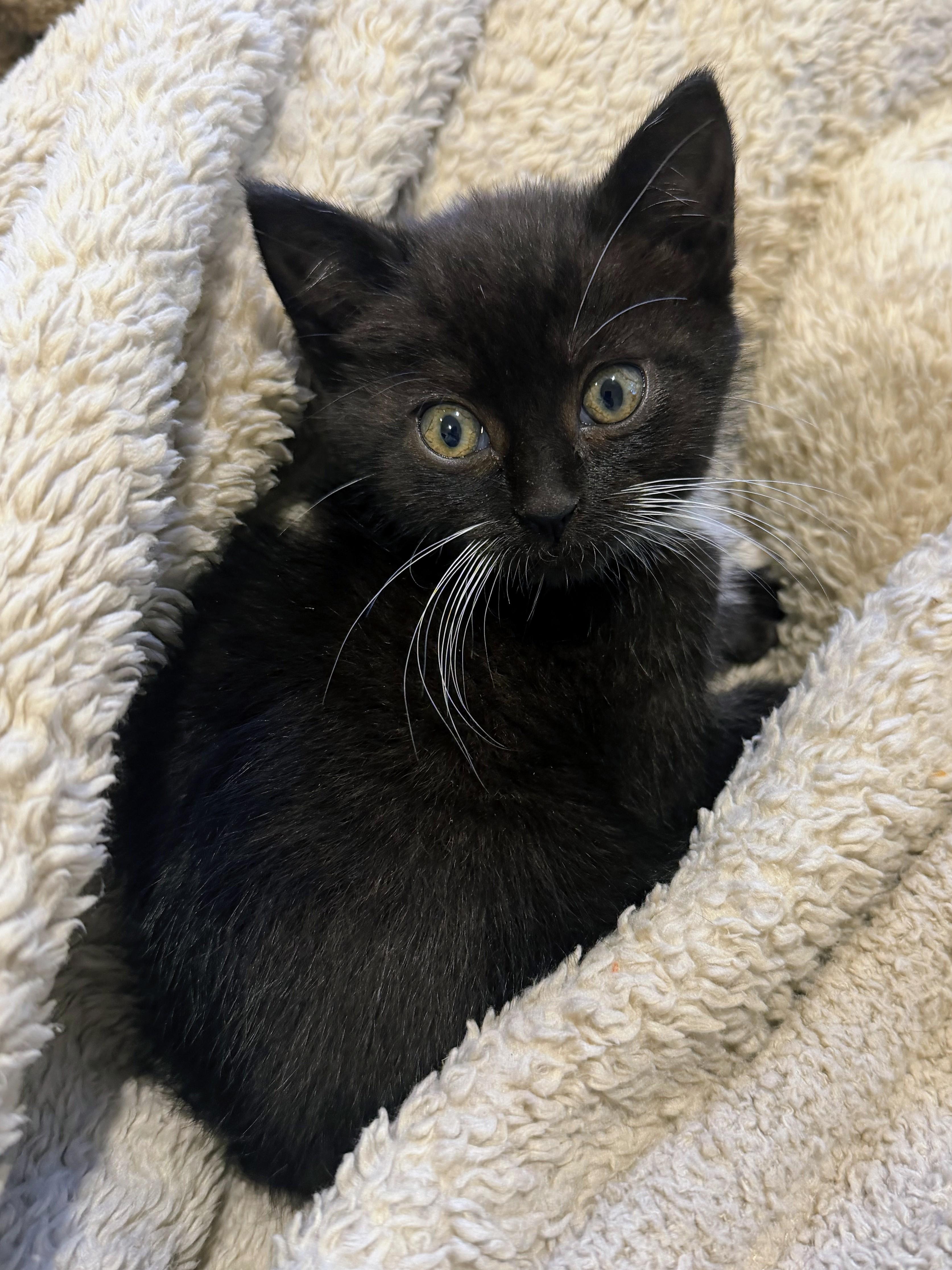 Prissy, ADOPTABLE, Young Female Domestic Short Hair.
