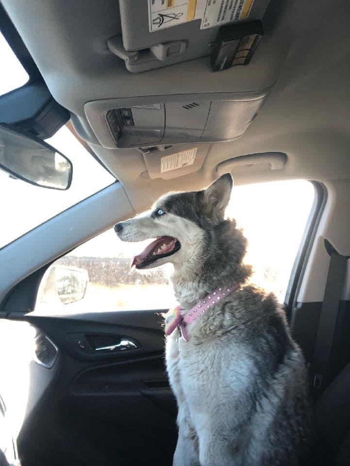 Star, Adopted, Adult Female Husky.