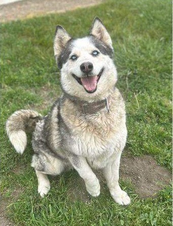 Star, a Adopted Husky in Hollister, CA image 2/3