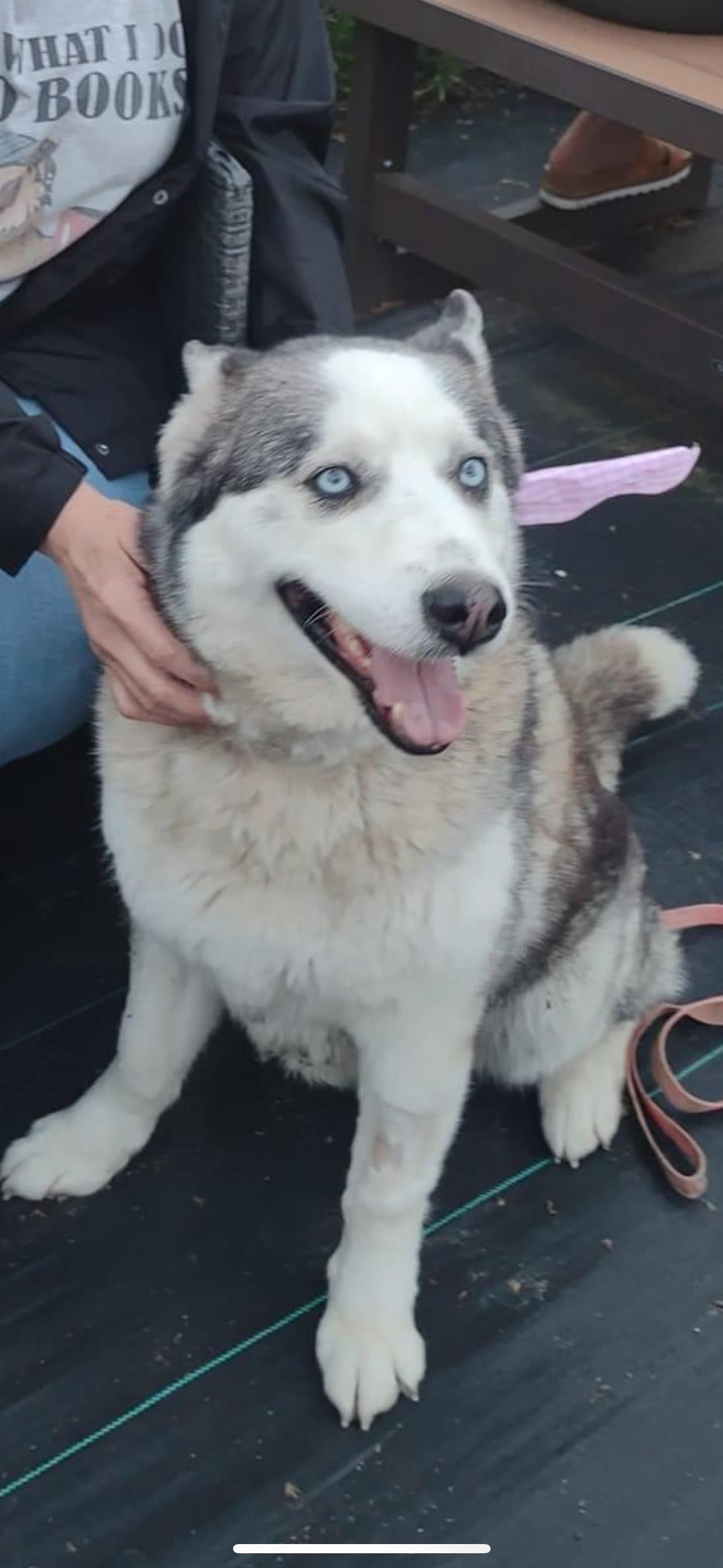 Star, a Adopted Husky in Hollister, CA image 3/3