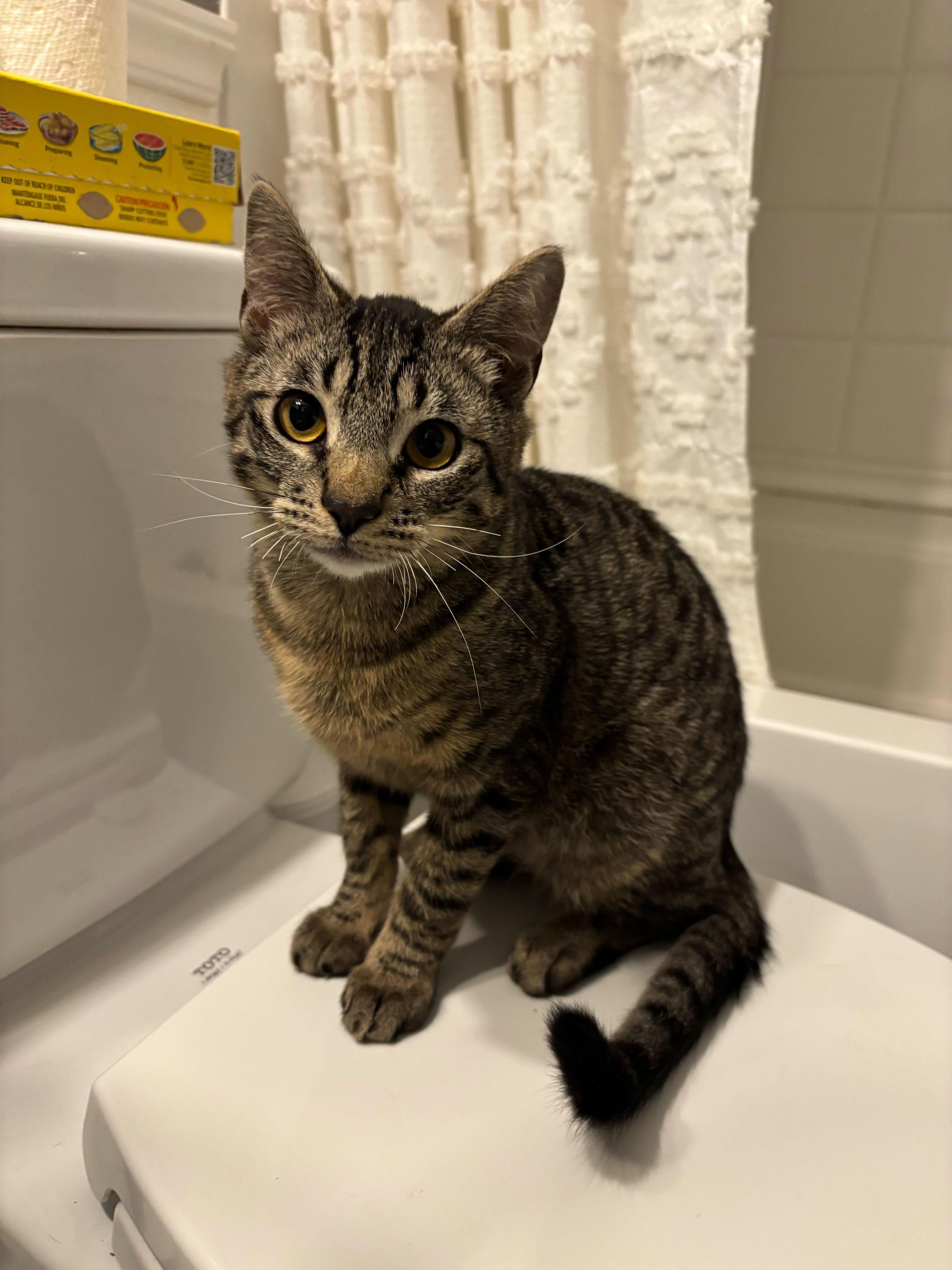 Enlarge Yukon, an adopted Domestic Short Hair in Seattle, WA image 2/6
