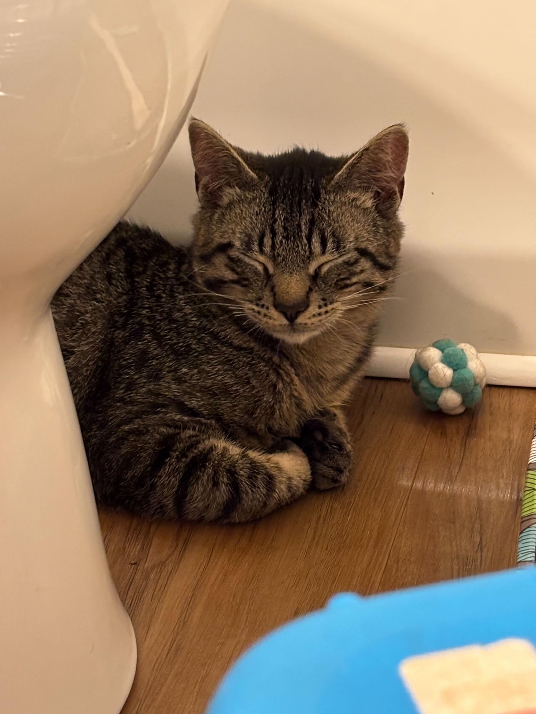 Enlarge Yukon, an adopted Domestic Short Hair in Seattle, WA image 3/6