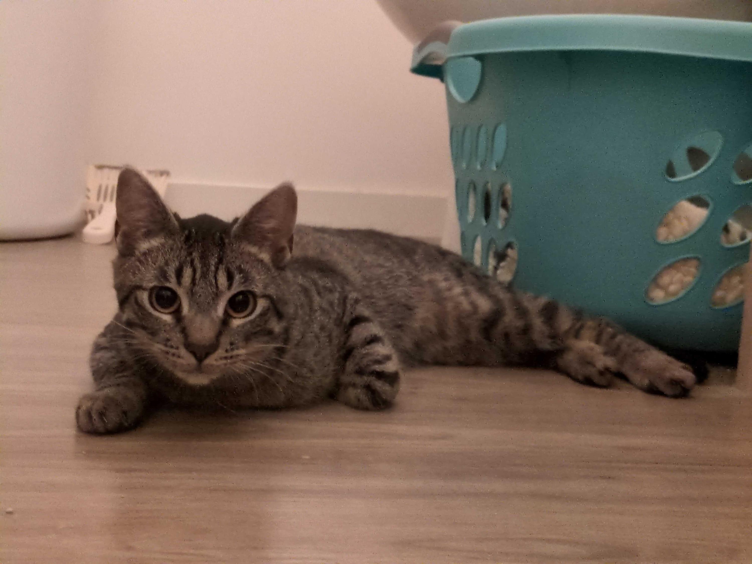 Enlarge Yukon, an adopted Domestic Short Hair in Seattle, WA image 4/6