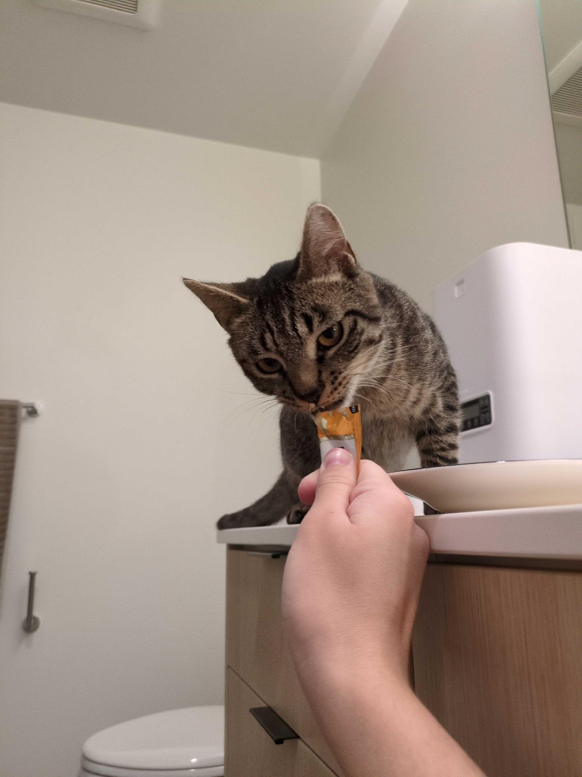 Enlarge Yukon, an adopted Domestic Short Hair in Seattle, WA image 5/6