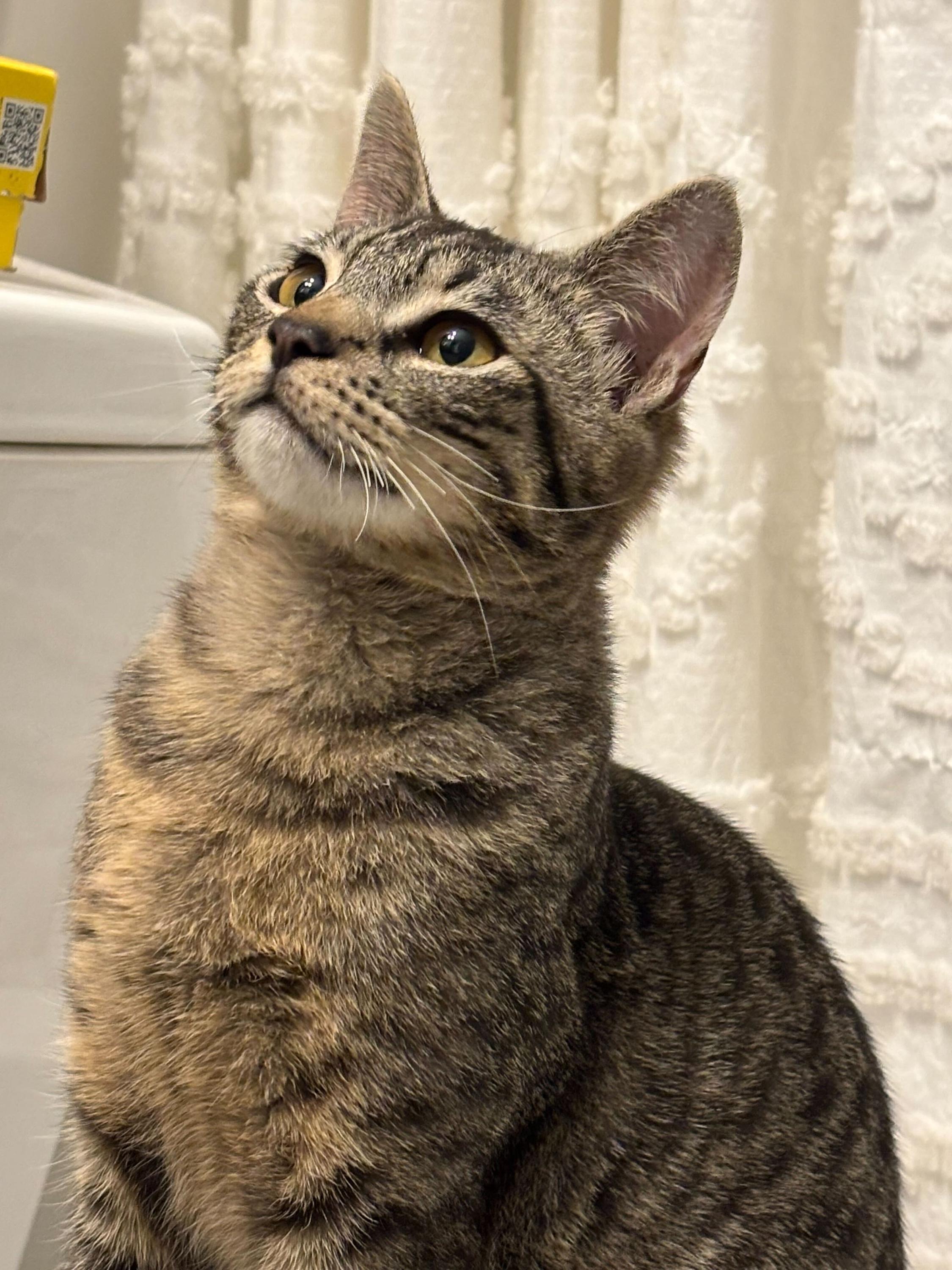 Enlarge Yukon, an adopted Domestic Short Hair in Seattle, WA image 1/6